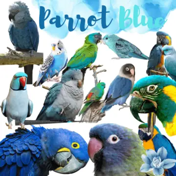 All Different Types Of Blue Parrots - List of all Blue birds parrots