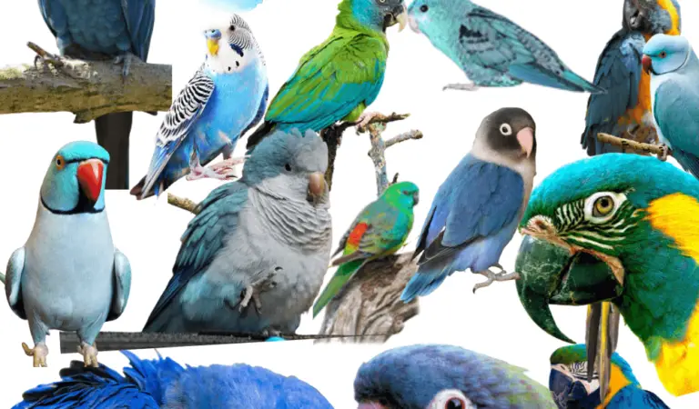 All Different Types Of Blue Parrots