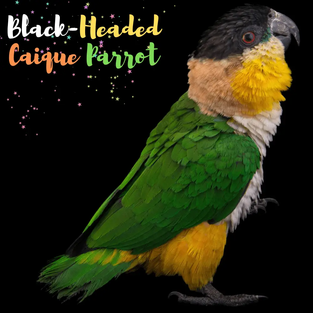 Black-Headed Caique Parrot