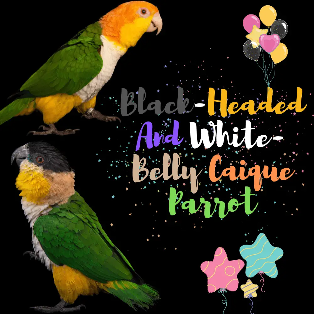 Black-Headed and White-Belly Caique Parrot