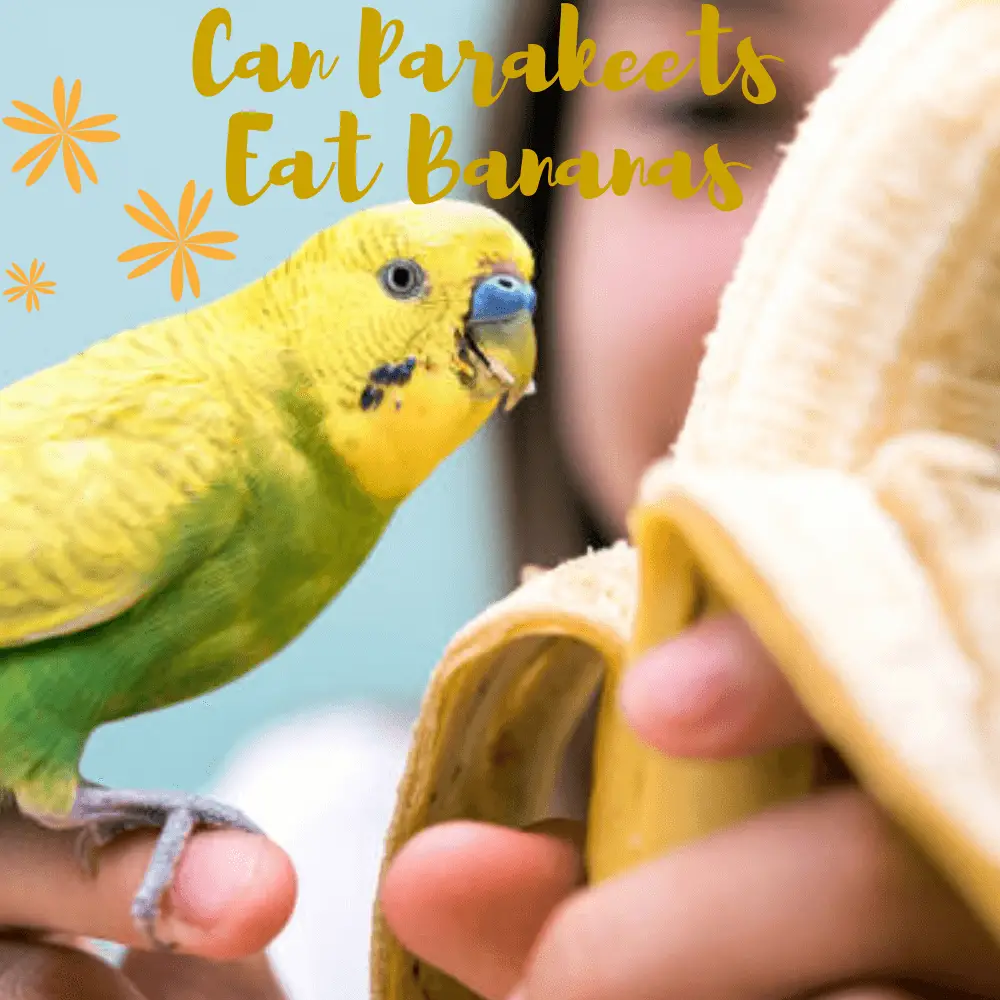 Can Parakeet Eat Bananas