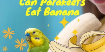 Can parakeets eat banana
