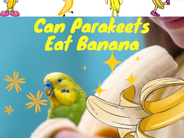 Can parakeets eat banana