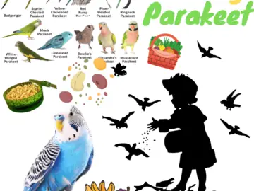 Feeding Parakeet