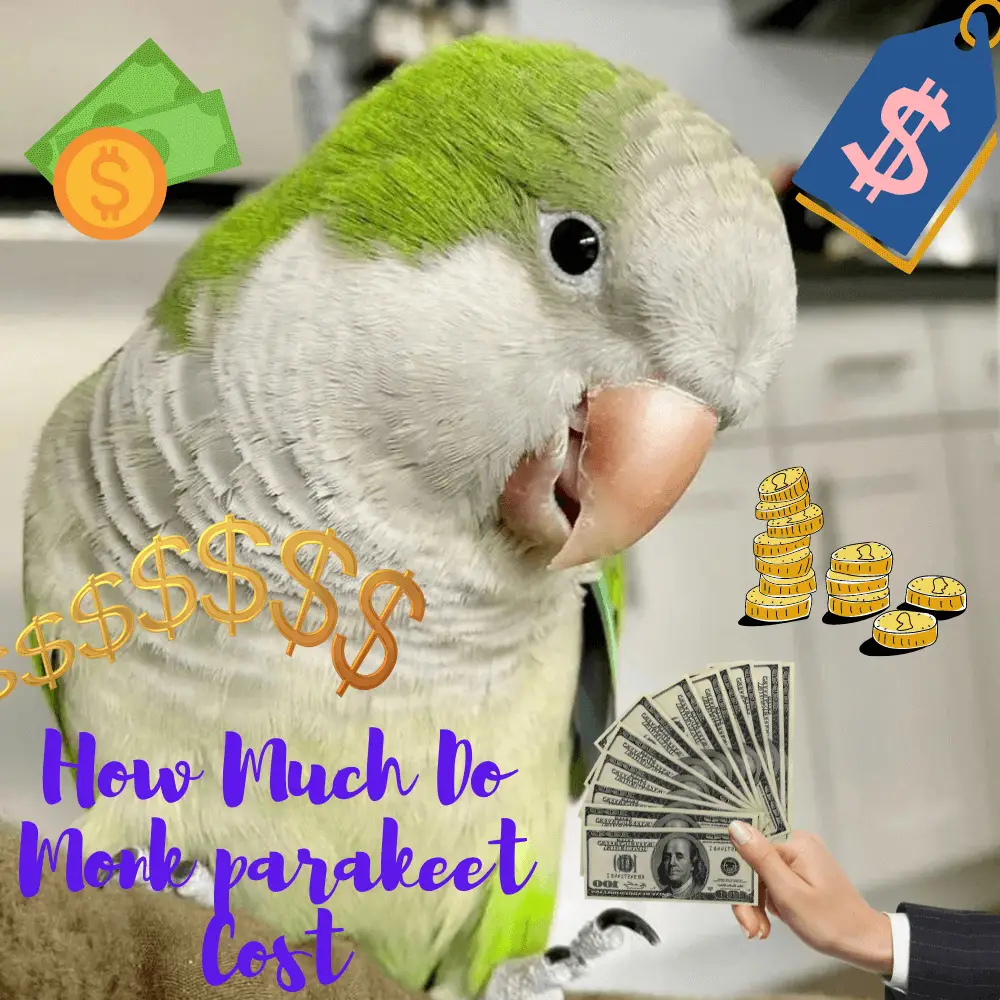 How Much Do monk parakeet Cost