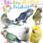 Take Care Of A Monk Parakeet