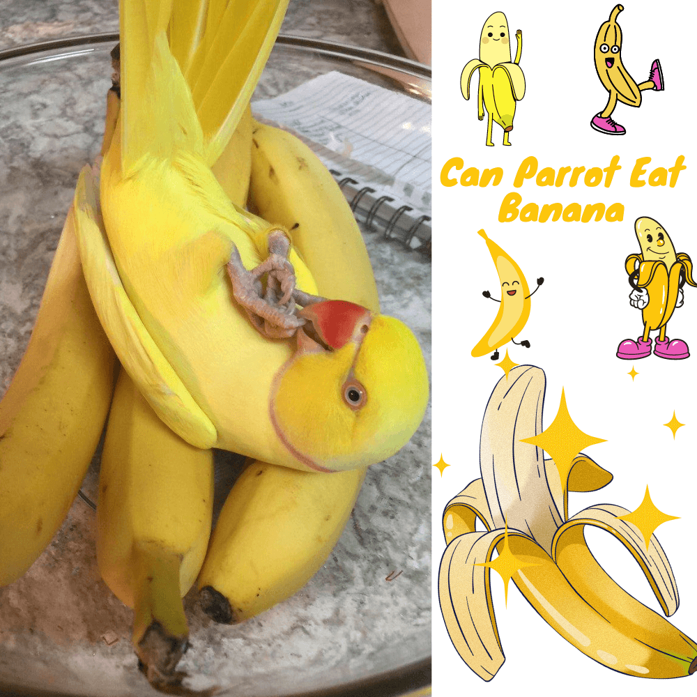 can parrot eat banana