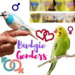 Budgie Genders