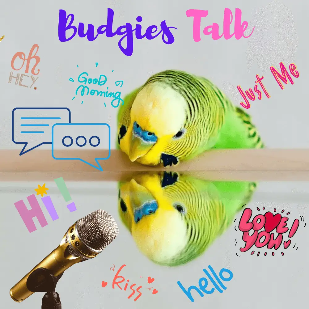 Budgies Talk