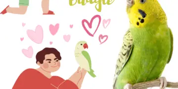 Care for a budgie