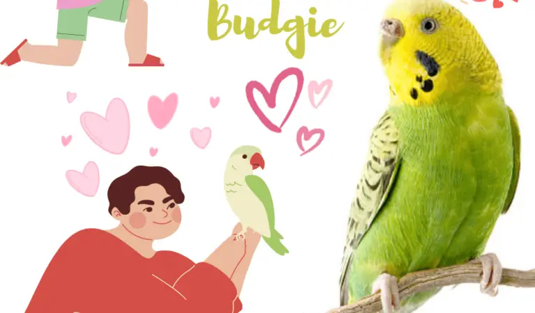 How To Take Care Of A Budgie At Home
