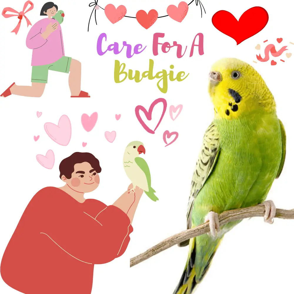 Care for a budgie