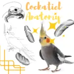 Cockatiel Anatomy