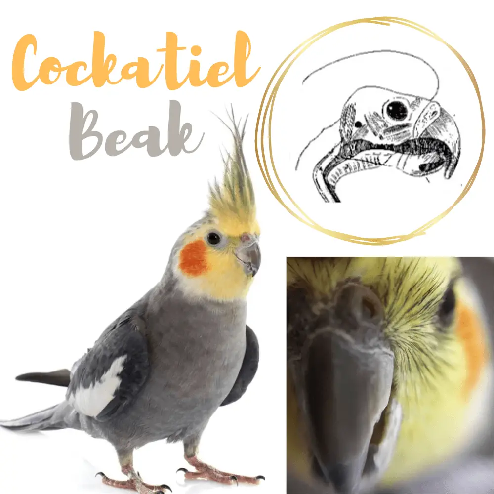 Cockatiel Beak