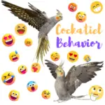 Cockatiel Behavior