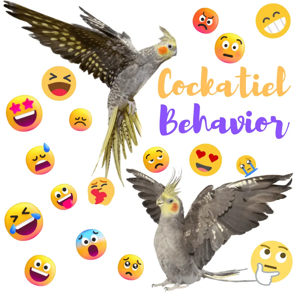 Cockatiel Behavior
