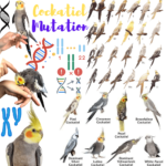 Cockatiel Mutation