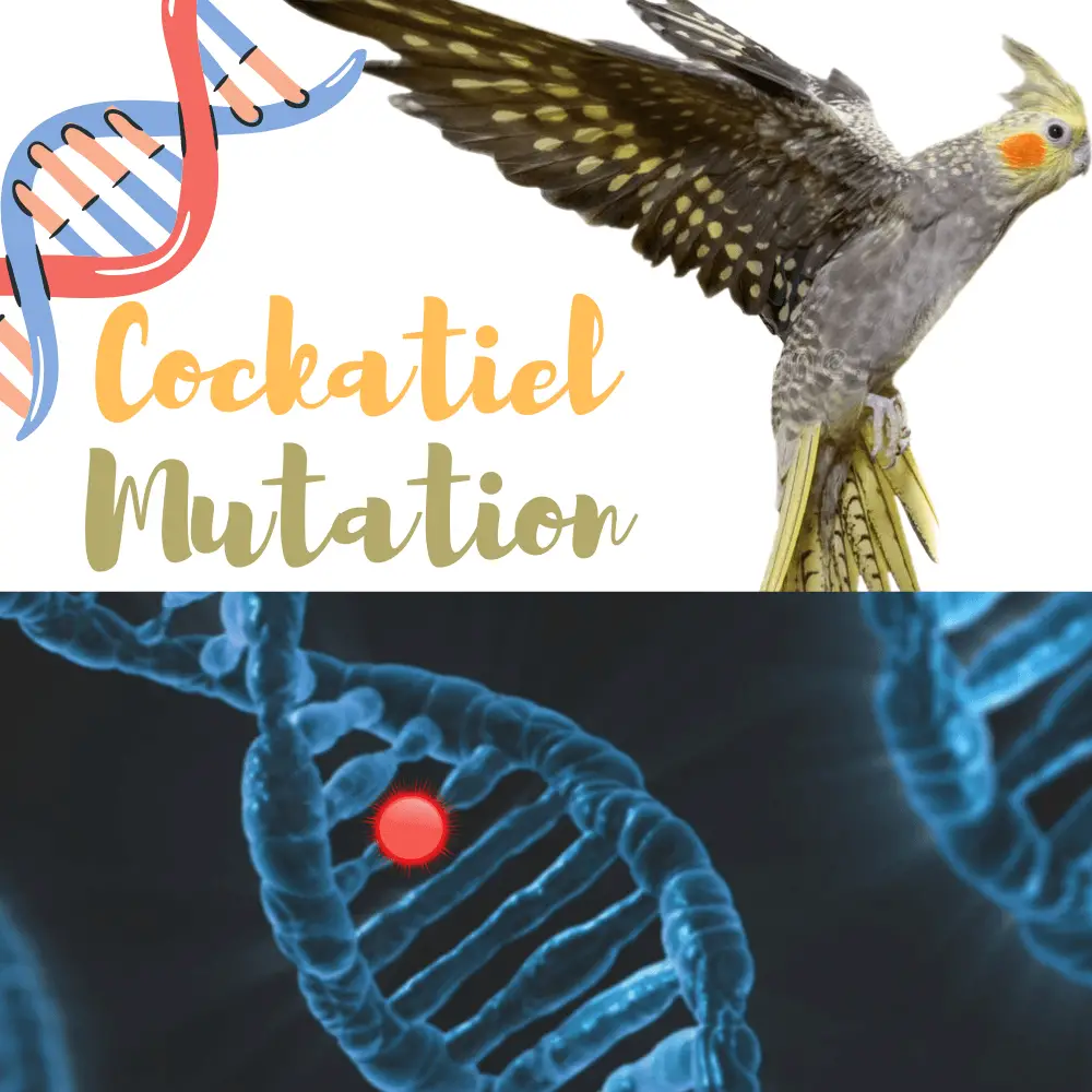Cockatiel Mutation