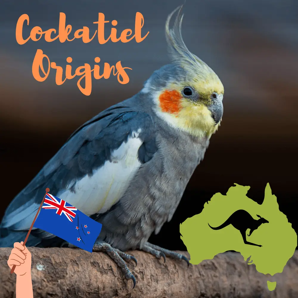 Cockatiel Origins