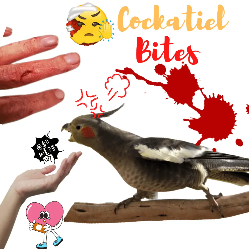 Cockatiel bites - How to prevent the cockatiel from biting