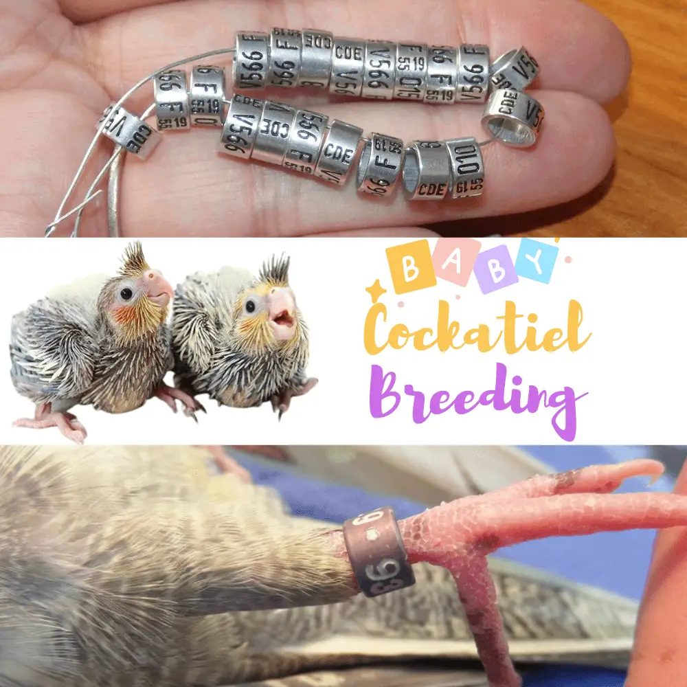 Cockatiel breeding