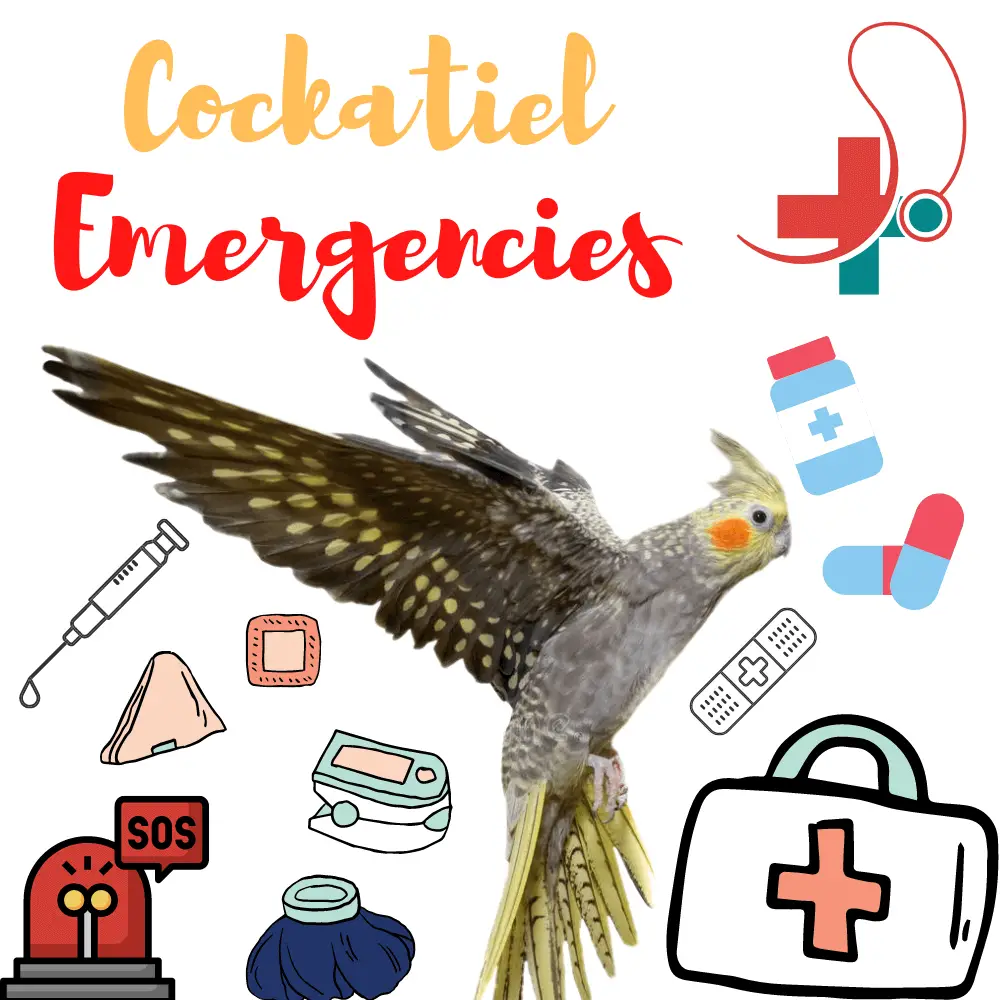 Cockatiel emergencies