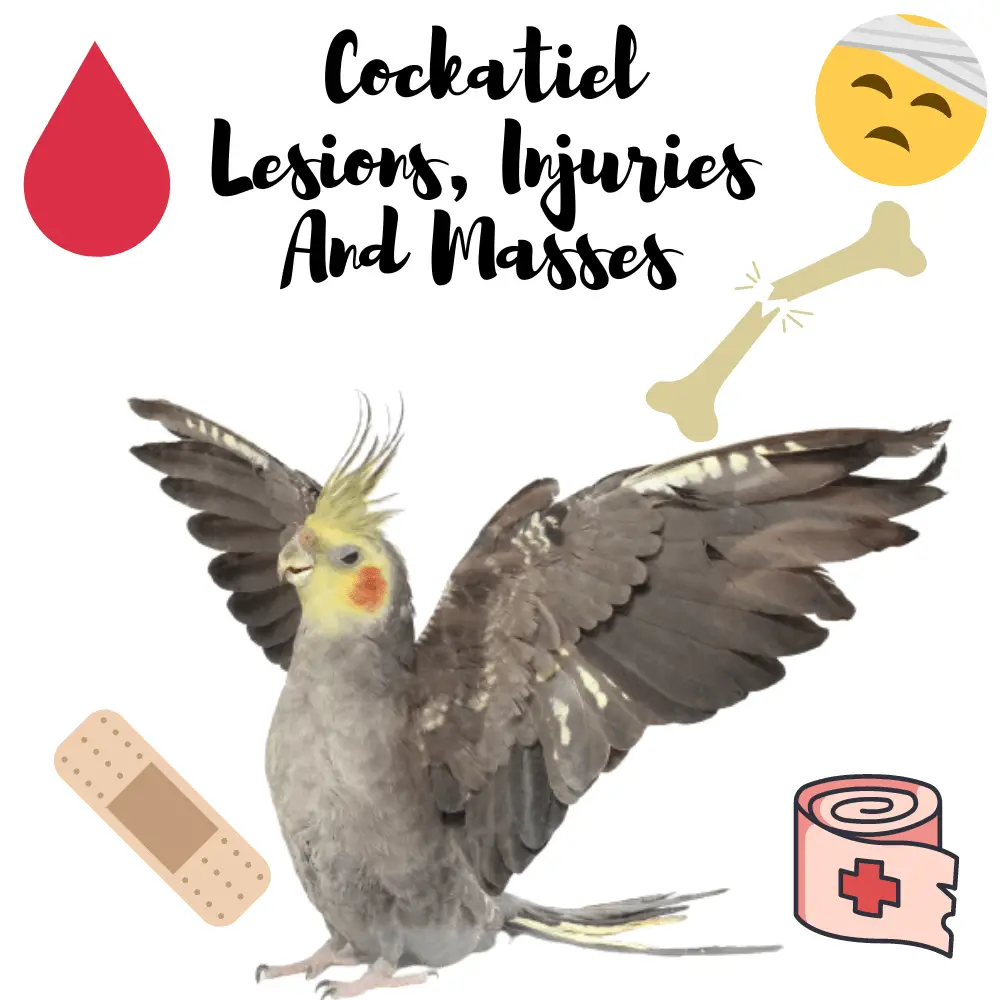 Cockatiel injuries