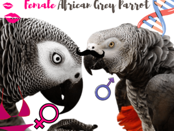 Difference between male and female african grey parrot