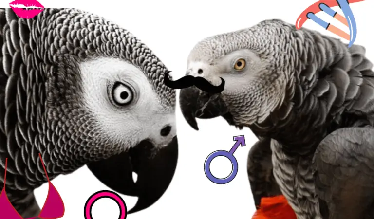 Difference between male and female african grey parrot