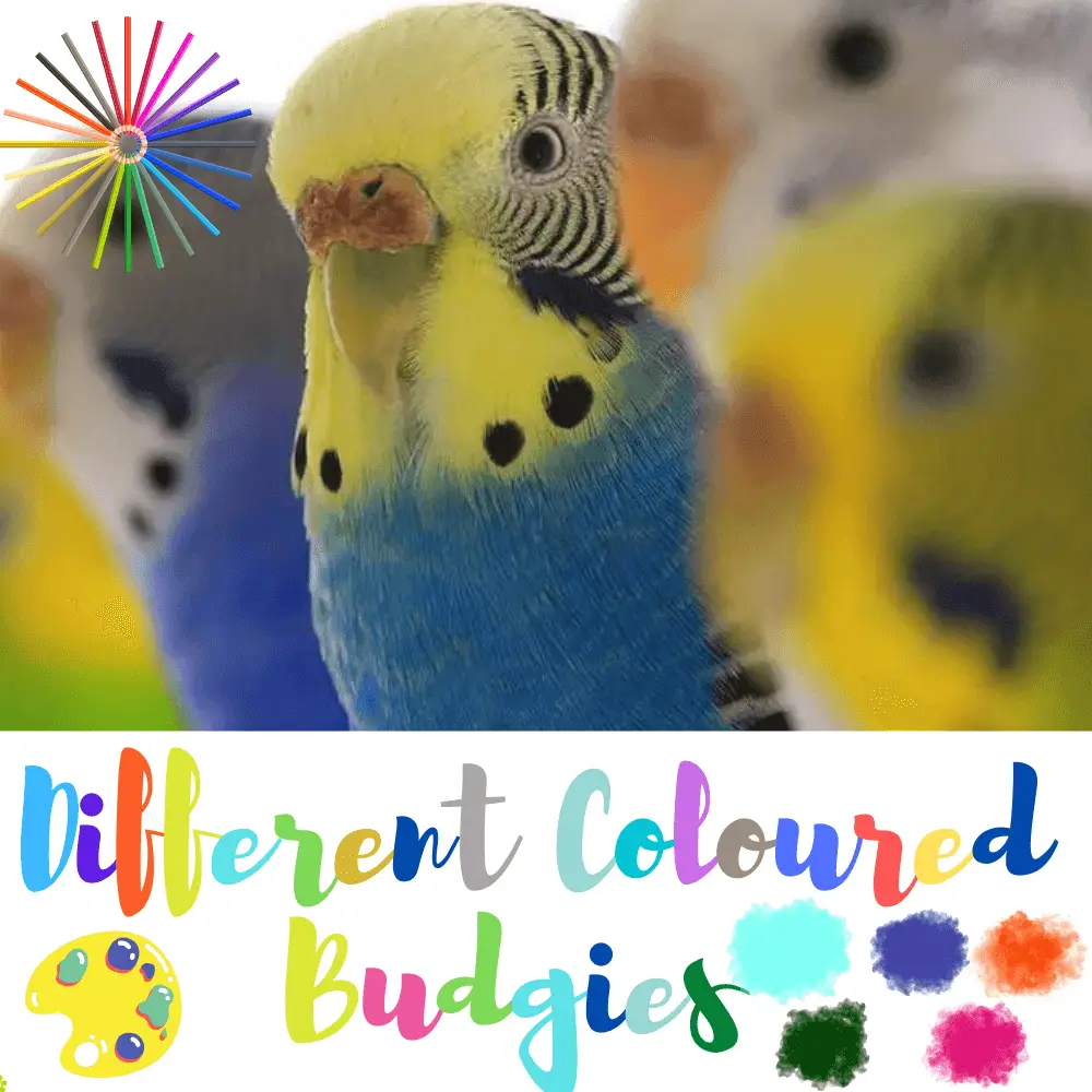 Different Coloured Budgies