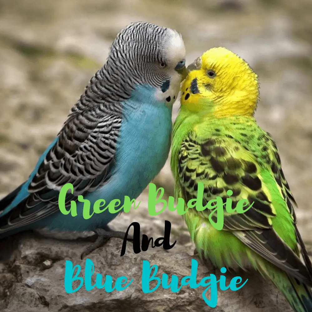 Green Budgie And Blue Budgie