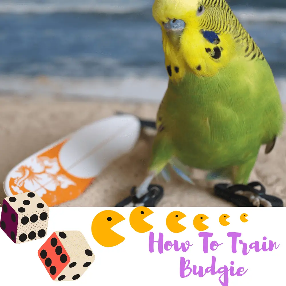 How To Train Budgie