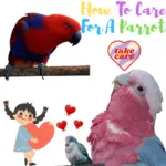 How to care for a parrot