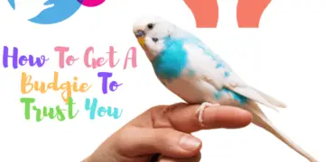 How to get a budgie to trust you