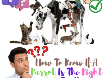 How to know if a parrot is the right pet for you