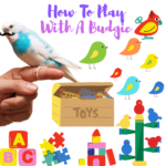 How to play with a budgie