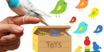 How to play with a budgie