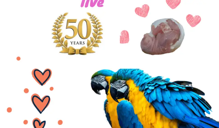 Macaw lifespan