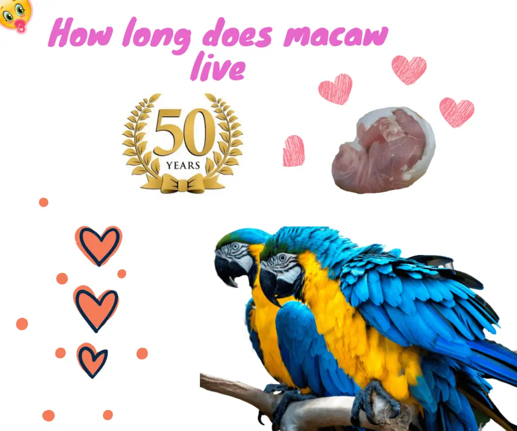 Macaw lifespan