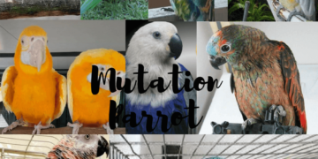 Mutation Parrot