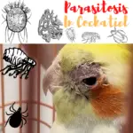 Parasitosis in cockatiel