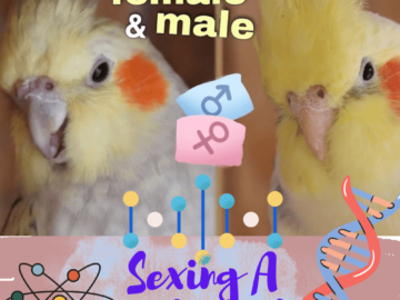 Sexing a cockatiel