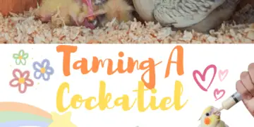 Taming A Cockatiel
