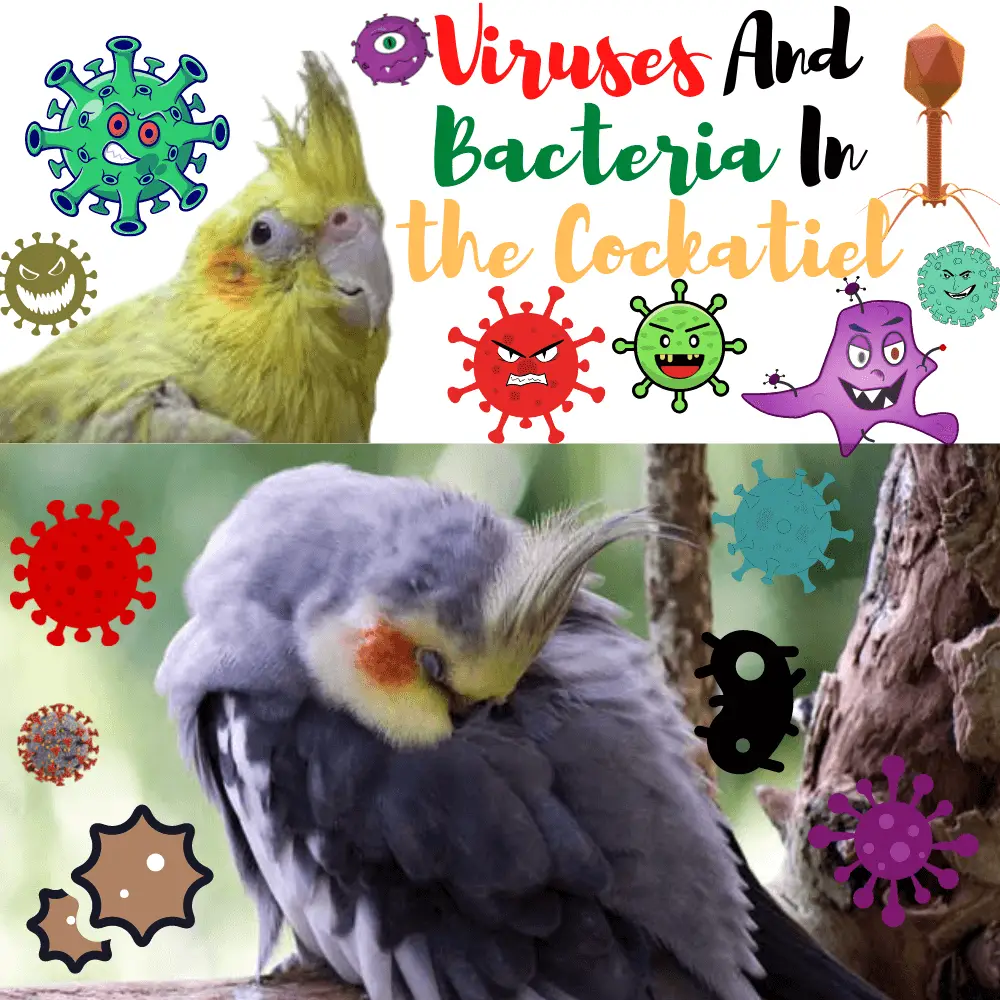 Viruses and bacteria in the cockatiel