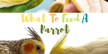 What to feed a parrot