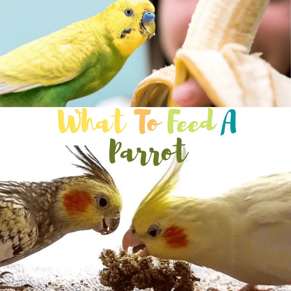 What to feed a parrot