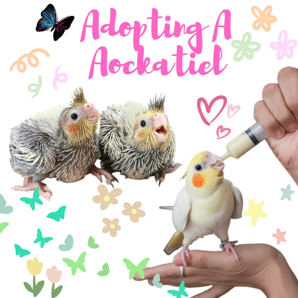 adopting a cockatiel