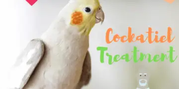 cockatiel Treatment
