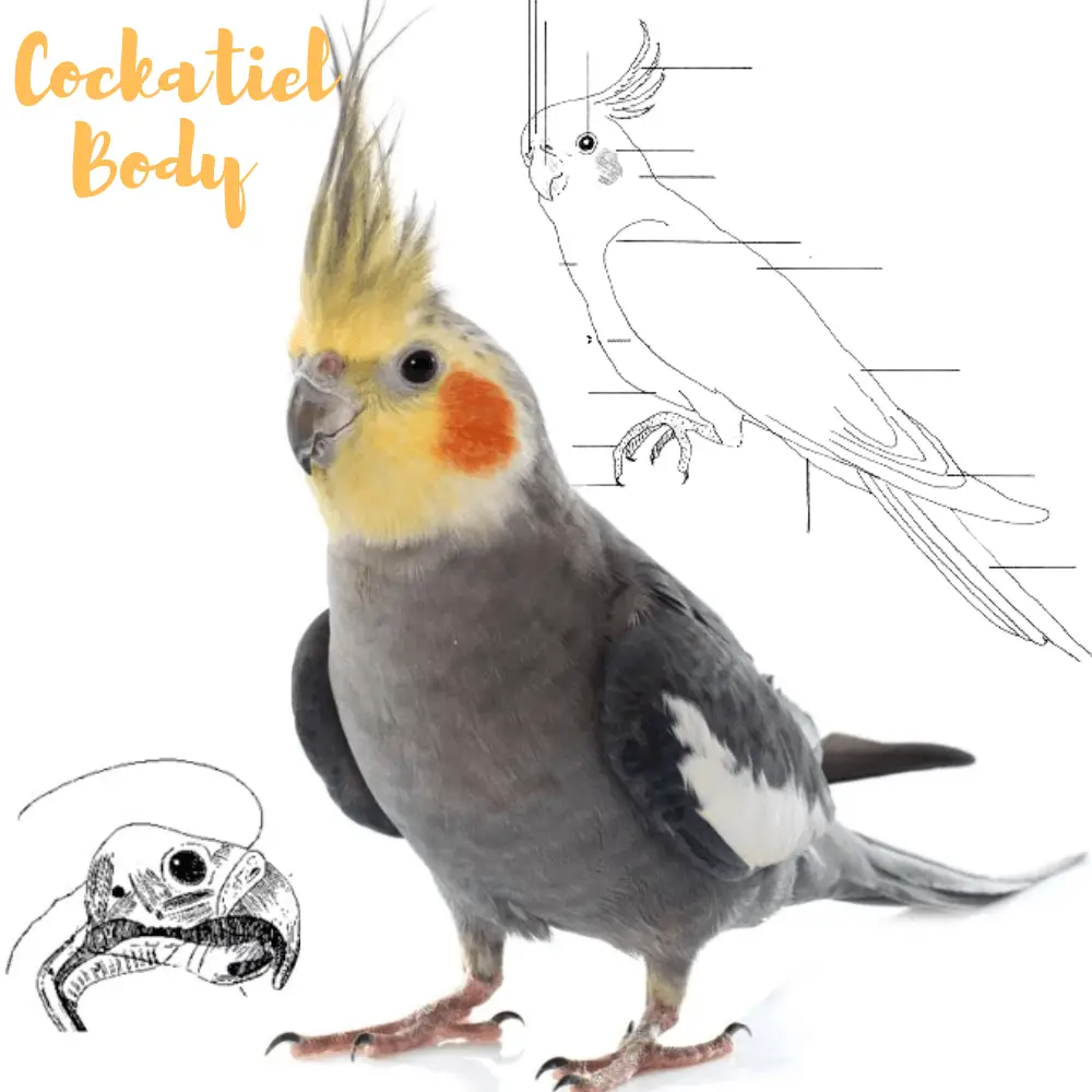 cockatiel body