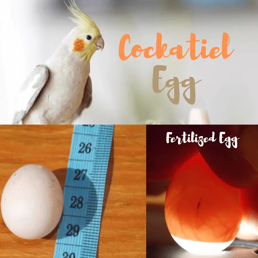 cockatiel breeding Egg